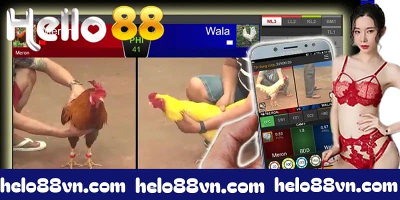 Tìm hiểu cách thức đặt cược tại sảnh đá gà Hello88